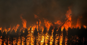 Alberi che bruciano. Incendi in Australia